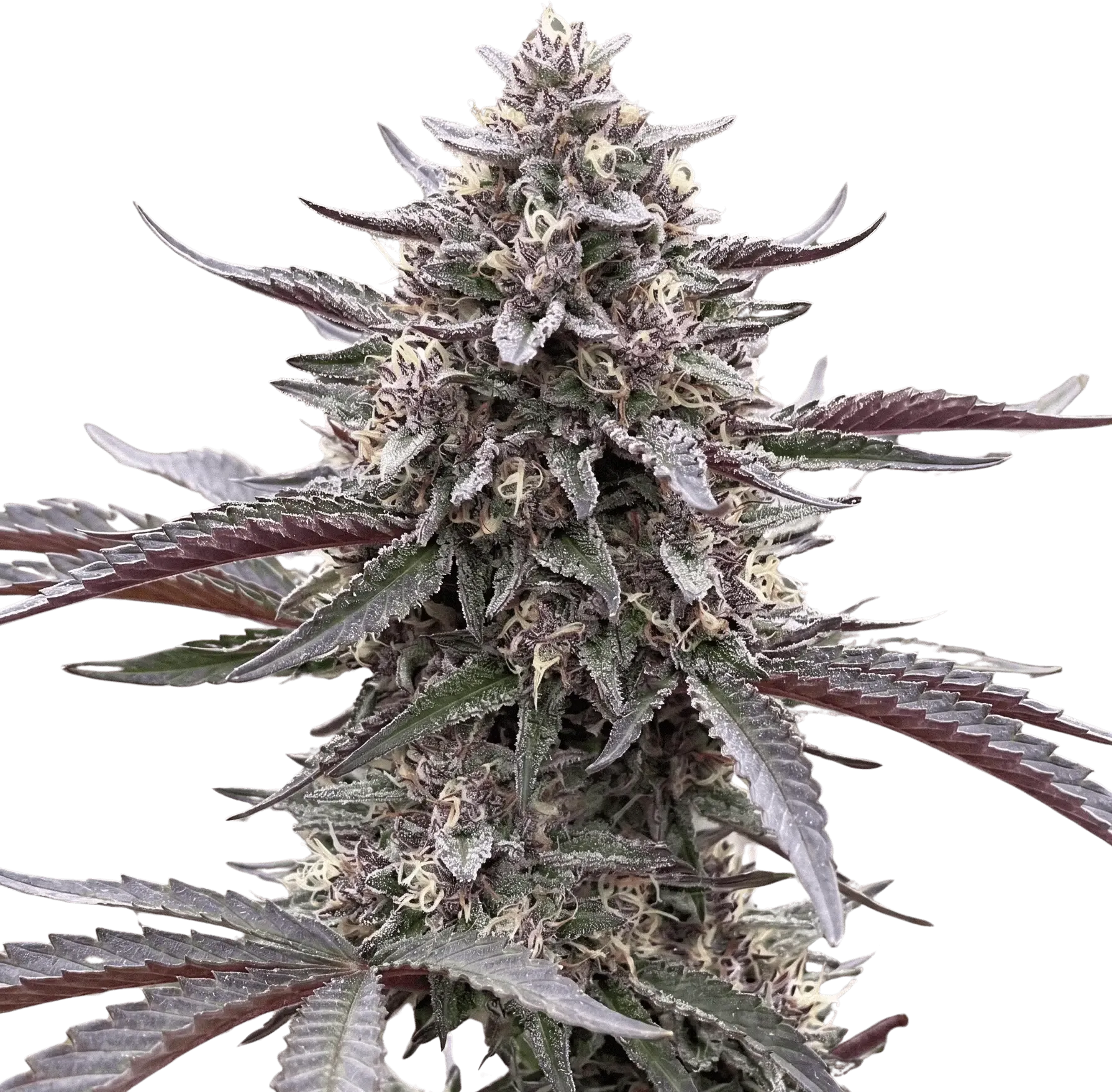 Eclipse Harvest | Multiverse Genetics | FEM Photoperiod Seeds