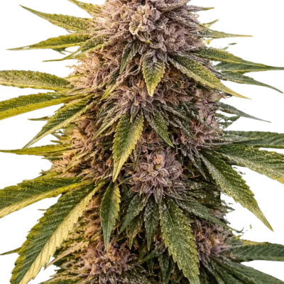 Gravity Well Auto | Multiverse Genetics | FEM Autoflower Seeds