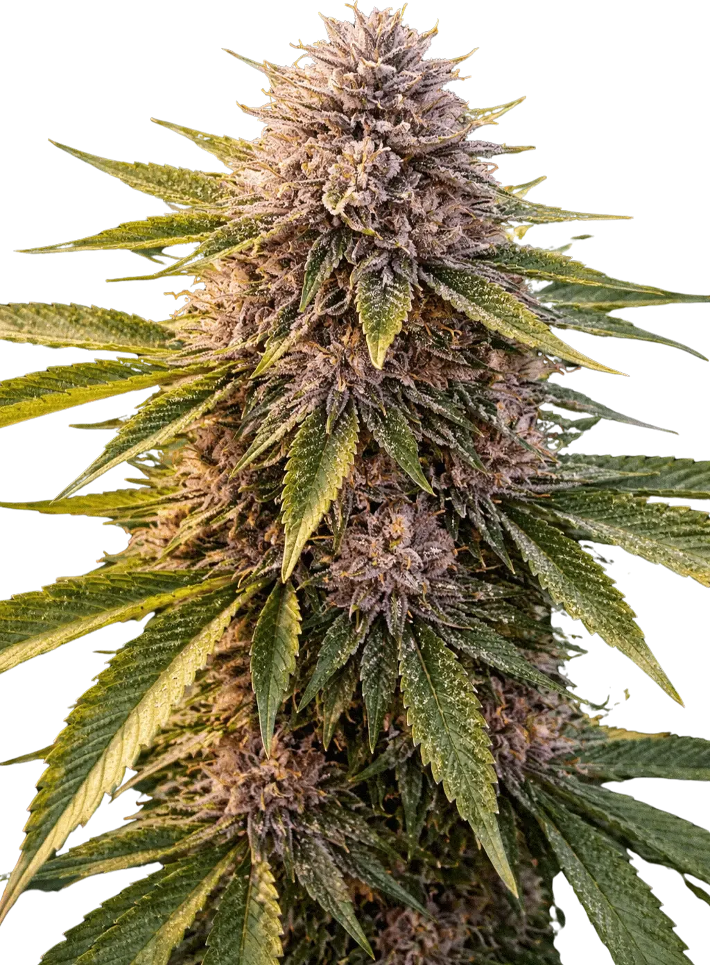 Gravity Well Auto | Multiverse Genetics | FEM Autoflower Seeds