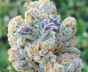 3x Jelly Breath BX1 x Platnium - In House Genetics