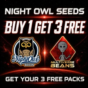 Ngiht Owl B1G3 Free