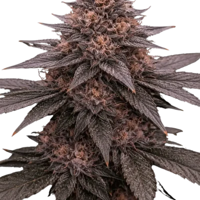 Phantom Frost Auto | Multiverse Genetics | FEM Autoflower Seeds