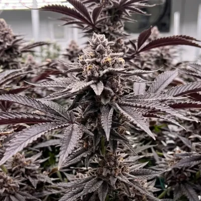 3x Platnium Terple - In House Genetics