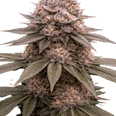 Shadow Crown Auto | Multiverse Genetics | FEM Autoflower Seeds