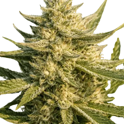 Vapor Trail | Multiverse Genetics | FEM Photoperiod Seeds