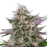 9x Violet Abyss | Multiverse Genetics | FEM Photoperiod Seeds