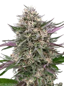 9x Violet Abyss | Multiverse Genetics | FEM Photoperiod Seeds
