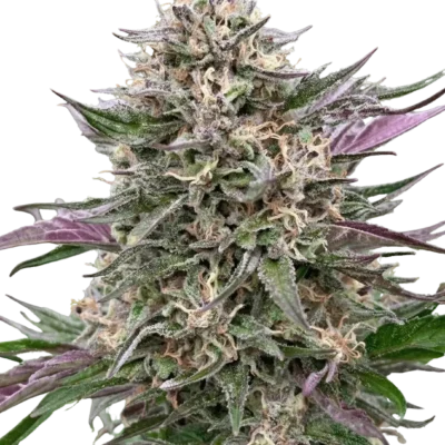 Violet Abyss | Multiverse Genetics | FEM Photoperiod Seeds