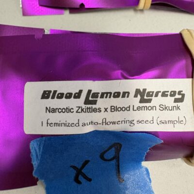 1x Blood Lemon Narcos | Auto Fem | Narcos Seeds | Breeder Bonus