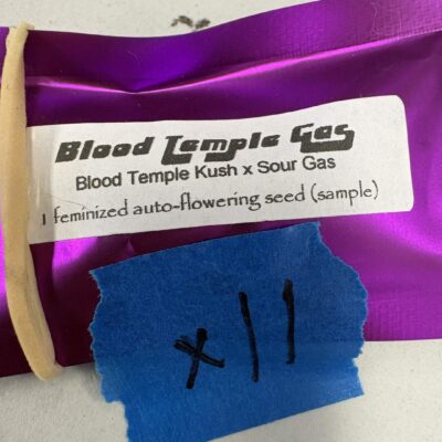 1x Blood Temple Gas | Auto Fem | Narcos Seeds| Breeder Bonus
