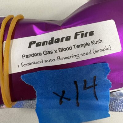 1x Pandora Fire | Auto Fem | Narcos Seeds | Breeder Bonus