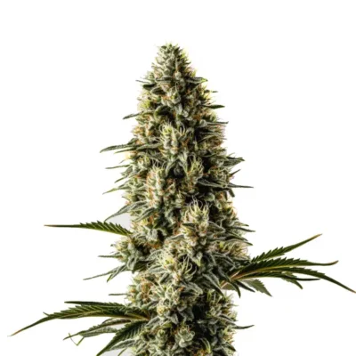 BUBBLEGUM | BLIMBURN SEEDS | PHOTOPERIOD CANNABIS SEEDS FEMALE