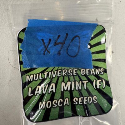 Lava Mint | Photo Fem | Mosca Seeds | Breeder Bonus