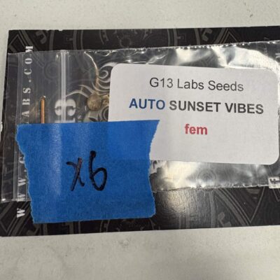 Sunset Vibes | Auto Fem | G13 Labs Seeds | Breeder Bonus