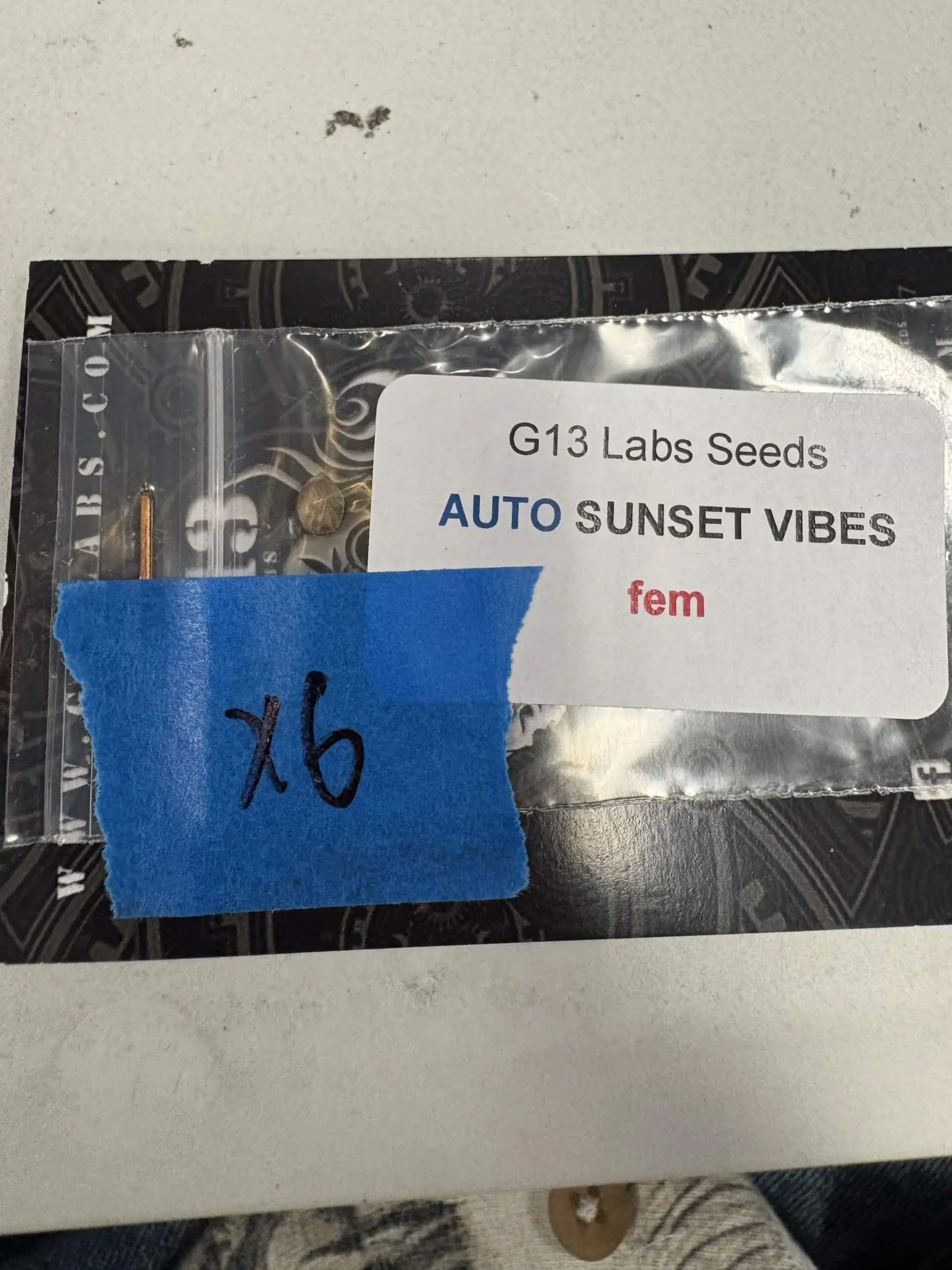 Sunset Vibes | Auto Fem | G13 Labs Seeds | Breeder Bonus