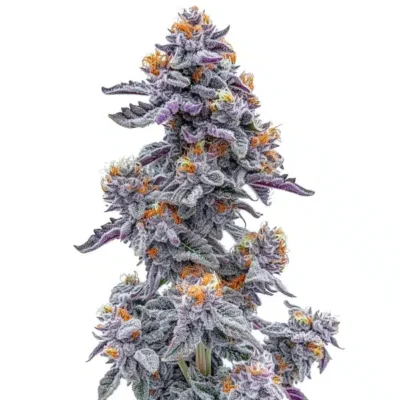OOZE | BLIMBURN SEEDS | PHOTOPERIOD CANNABIS SEEDS FEMALE