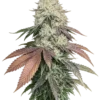 Girls Scout Cookies 40