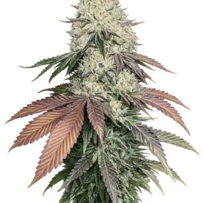 3x Girl Scout Cookies Auto | The Cali Connection
