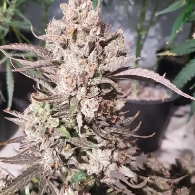 3x Strawberry Punch Auto - Butter Bean Birdseed