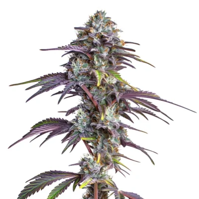 3x Blackberry Moonrocks | Photo Fem | Blimburn