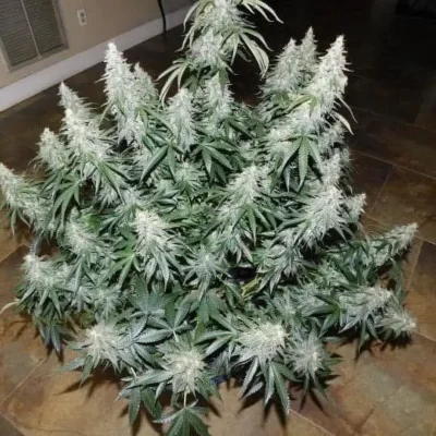 3x Blood Temple Gas Auto | Sofem Genetics | FEM Autoflower Seeds