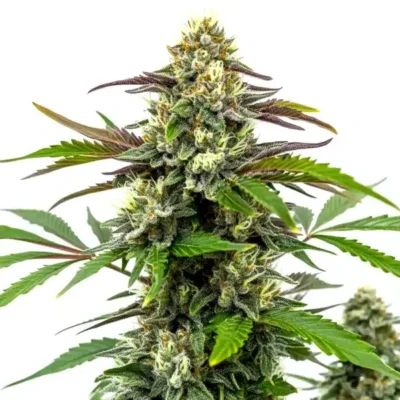6x Bubble Gum Sherb | Photo Fem | Blimburn