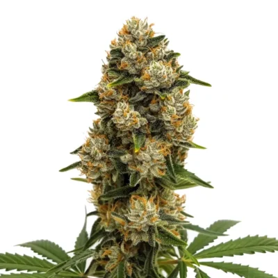 3x Durban Poison Auto | Auto Fem | Blimburn