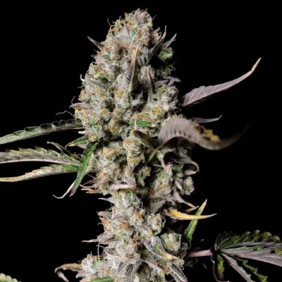Zkittlez Auto plant