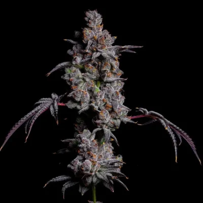6x Jessica Rabbit | Photo Reg | Lit Farms