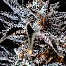 6x Melon Ball Punch | Photo Reg | Lit Farms