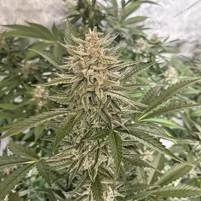 3x Moth Man | Auto Fem | Gnome Automatics