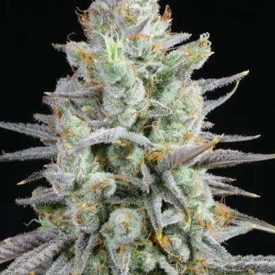 6x Motorhead | Photo Reg | Lit Farms
