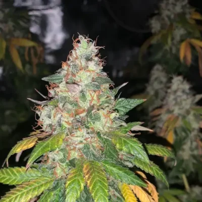 3x PNW Cherries | In House Genetics | FEM Photoperiod Seeds