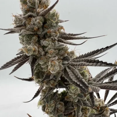 3x Platinum Float | In House Genetics | FEM Photoperiod Seeds