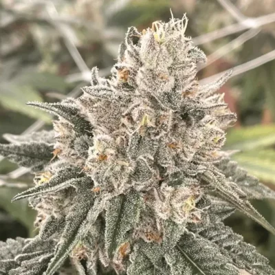 6x Slam Dunk | Photo Reg | Lit Farms