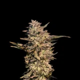 3x Applenaut | Multiverse Genetics | FEM Photoperiod Seeds