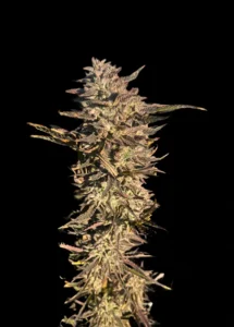3x Applenaut | Multiverse Genetics | FEM Photoperiod Seeds