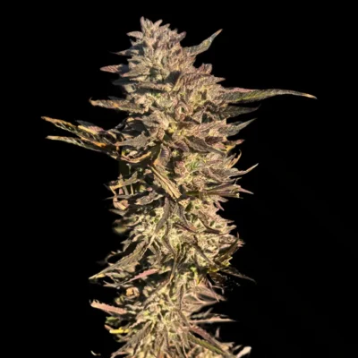 3x Applenaut | Multiverse Genetics | FEM Photoperiod Seeds