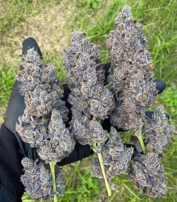 Bananacane | In House Genetics | FEM Photoperiod Seeds