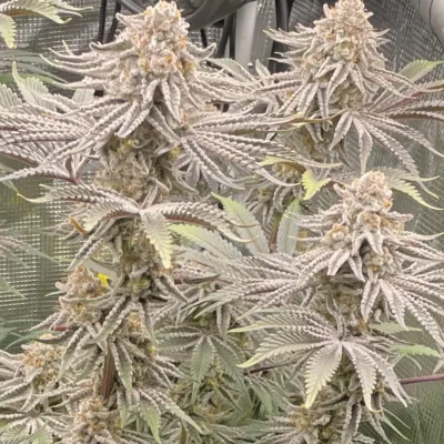 3x Blunicorn x Platinum – In House Genetics
