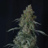 10x Gorilla Z Auto | Fast Buds | FEM Autoflower Seeds