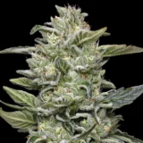 Honey Bear Photo Humboldt Seed Co