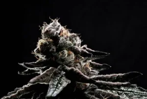 10x Purple Frosted Girl Scout Cookie | Preservation Line