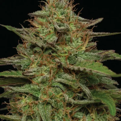 3x Strawberry Cheesecake Auto | Humboldt Seed Co