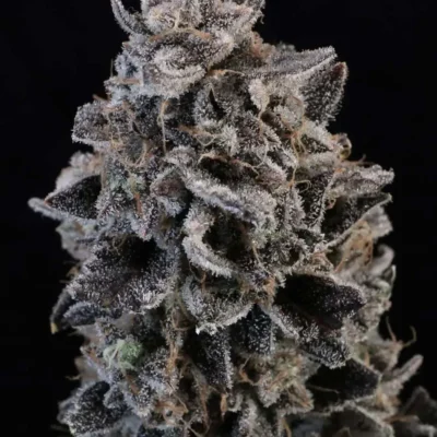 3x White Widow Auto | Atlas Seed