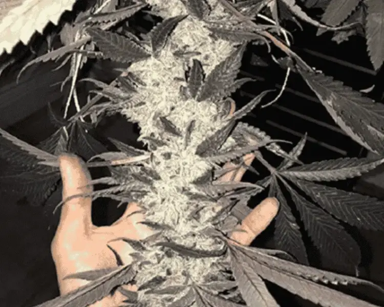 Dolato S1 | In House Genetics | FEM Photoperiod Seeds