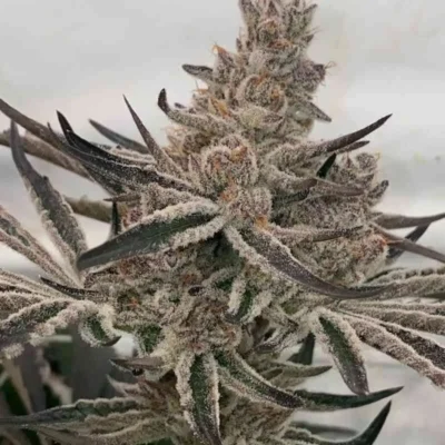 Deluxe Sugar Cane | In House Genetics | FEM Photoperiod Seeds-