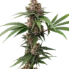 Island Punch Auto Flower 5