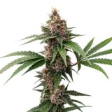 Island Punch Auto Flower 5