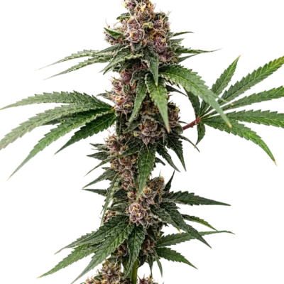 3x Island Punch Auto | Cali Connection